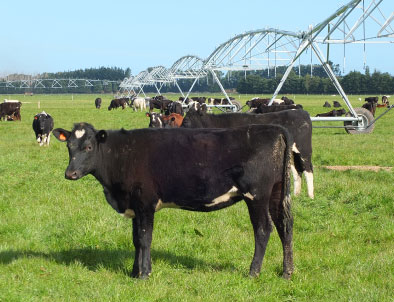 michigan livestock exchange cattle prices