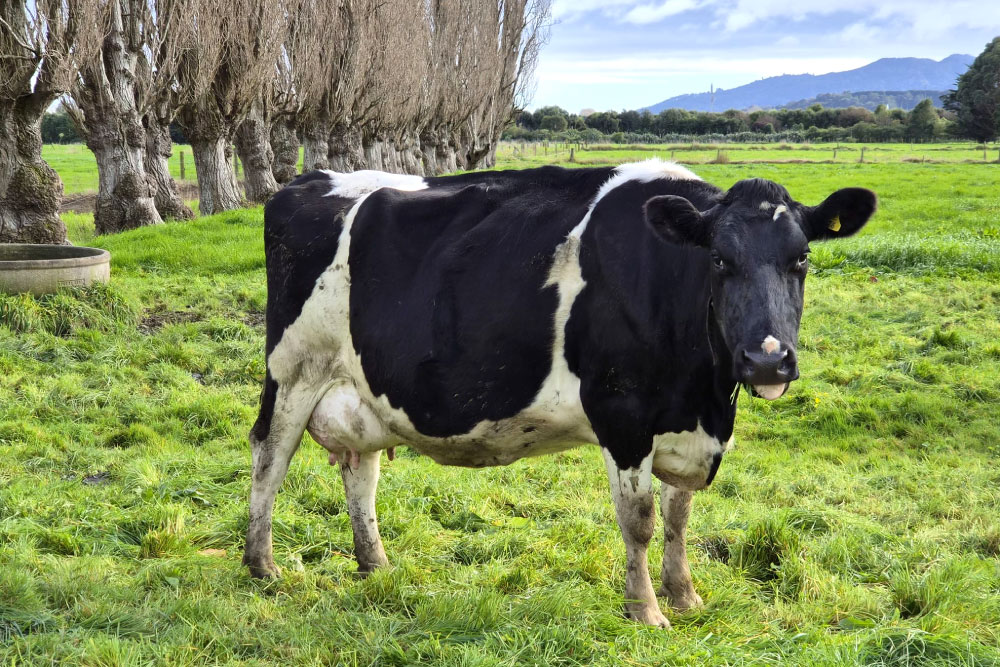 H2000SP-herd-for-sale-livestock-exchange-nz