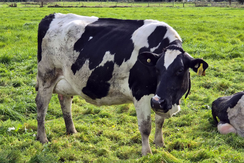 H2000SP-herd-for-sale-livestock-exchange-nz