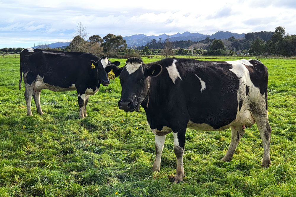 H2000SP-herd-for-sale-livestock-exchange-nz