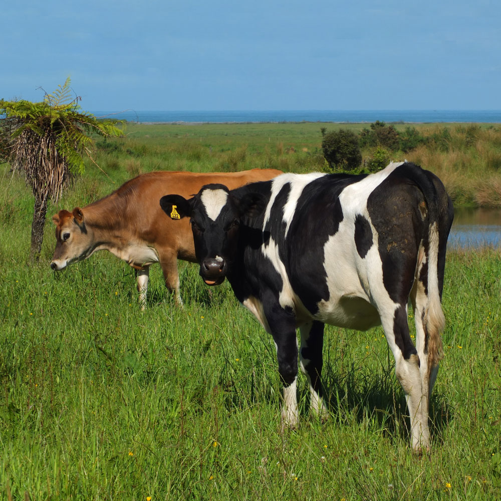 early-listing-notification-livestock-exchange-nz