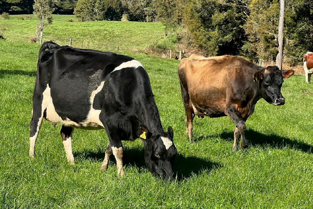 H2001SP-herd-for-sale-livestock-exchange-nz