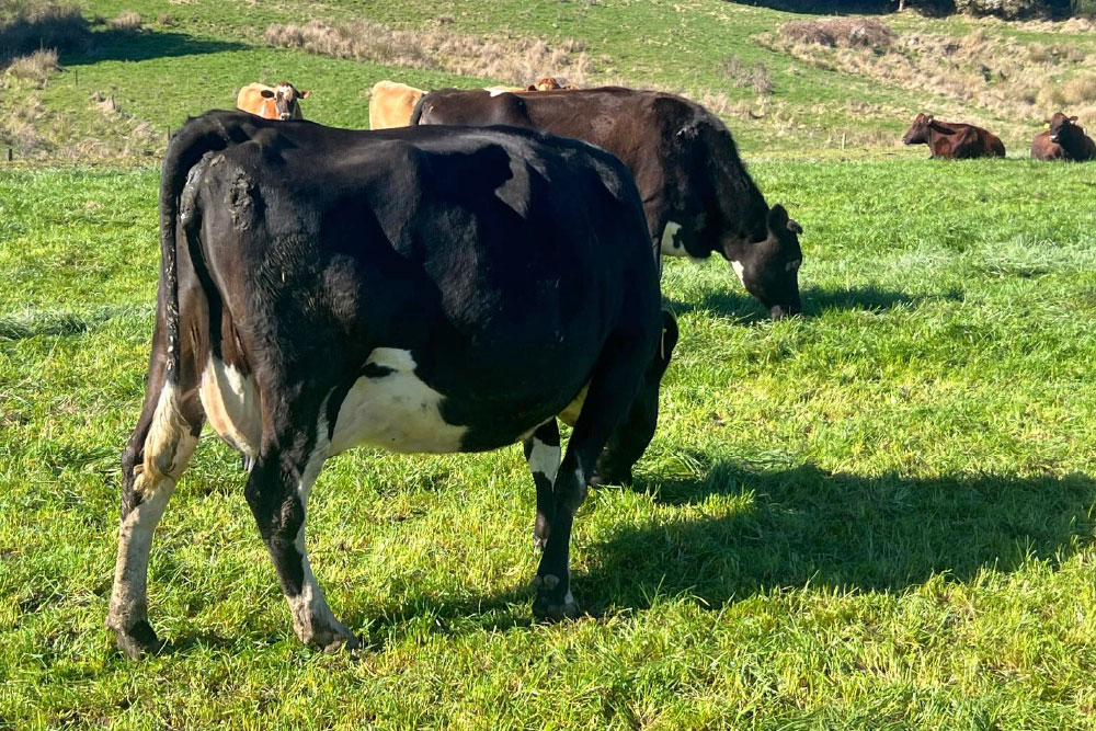 H2001SP-herd-for-sale-livestock-exchange-nz