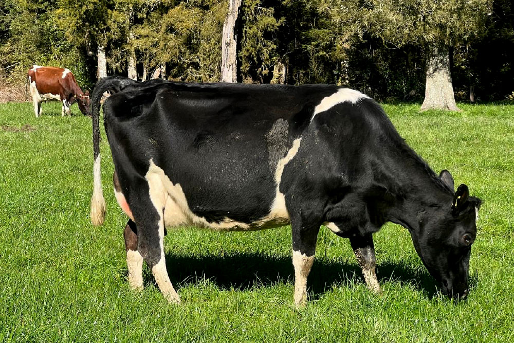 H2001SP-herd-for-sale-livestock-exchange-nz