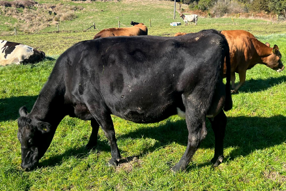 H2001SP-herd-for-sale-livestock-exchange-nz