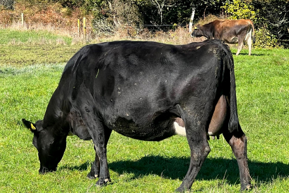 H2001SP-herd-for-sale-livestock-exchange-nz