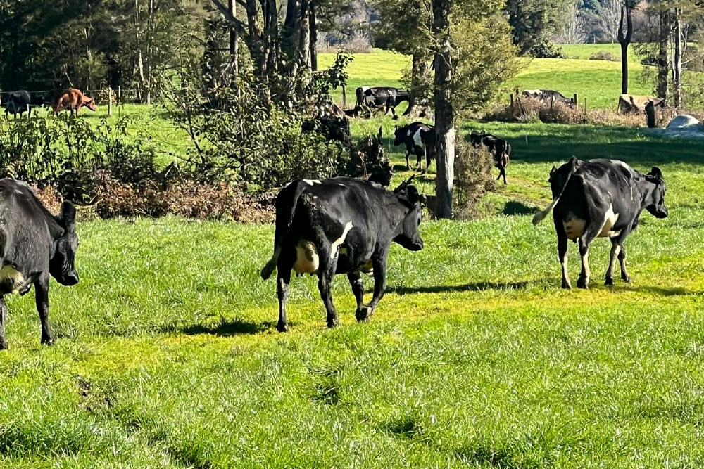 H2001SP-herd-for-sale-livestock-exchange-nz