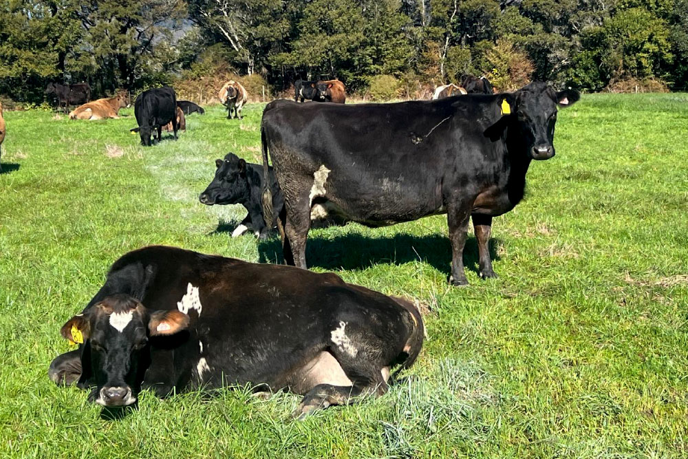 H2001SP-herd-for-sale-livestock-exchange-nz
